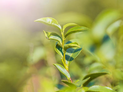 茶企迎來重磅利好，二維碼質(zhì)量溯源成為茶企發(fā)展引擎