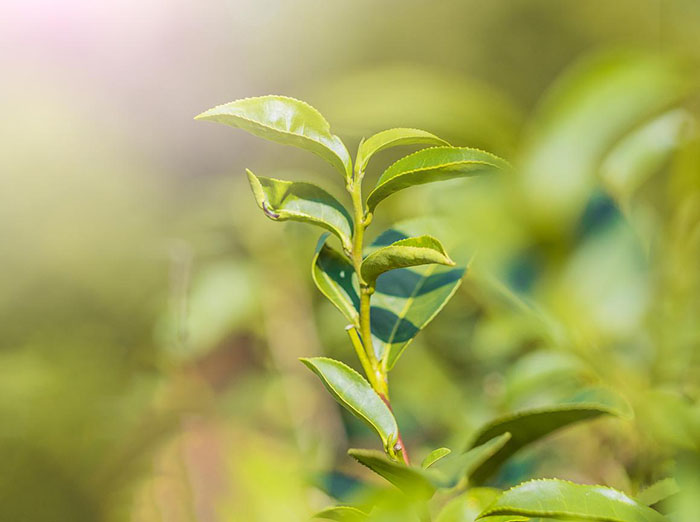 茶葉追溯，茶葉溯源